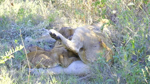 Incredible diversity of African wildlife in the Okavango Delta, Botswana Video stock 338316853