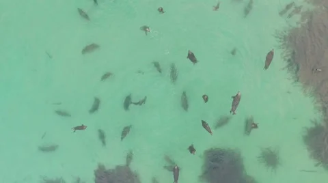 Incredible drone shot of a group of seals resting in a bay near Duncansby head Stock Footage 57992782