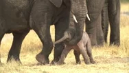 Incredible Footage Of Newly Born Elephant Being Helped To Stand By Mother. Stock Footage