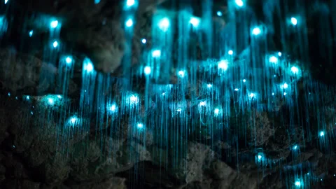Incredible glow worms on the ceiling of a cave in New Zealand Stock Footage 144082357