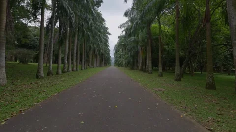 An incredible long take of a path lined with dozens of giant palm trees Stock Footage 345847060