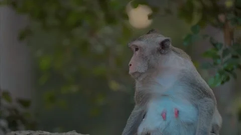 Incredible Monkey Long Tailed Macaque Jungle Animal Wildlife 4K Nature Vídeo Stock 347920926