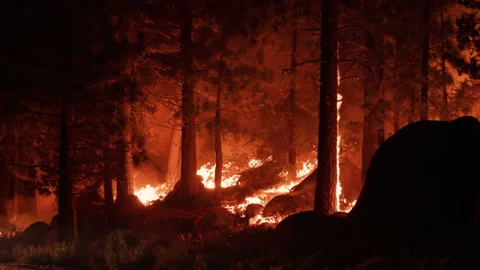 Incredible night shot of Wildfire on forest floor with flames burning up a tree. Stock Footage 201876290