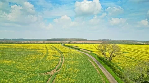 An incredible panoramic drone shot capturing a yellow rapeseed crop in slow.. Vidéo 239416331