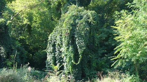 Incredible pareidolia elephant shape hidden in dense green vegetation Vídeos de archivo 342589738