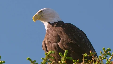 Incredible Predator Bald Eagle Bird of Prey Keeps Watch from Treetop Stock Footage 83111629