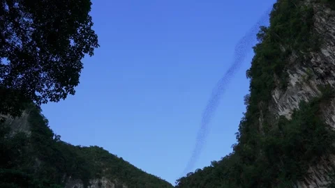 Incredible sight of millions of bats flying out of a huge cave in the rainforest Stock Footage 284000935
