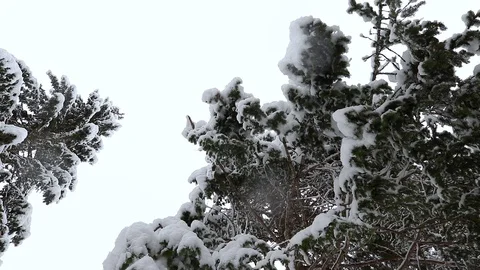 Incredible Snowflakes Falling Stock Footage 118008712