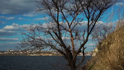 Incredible steady view on old tree growing on blue river beach with white puffy Stock Footage 107332099
