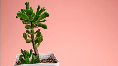 Incredible succulent Crassula gollum in a square pot on a pink background Stock Footage 197455053