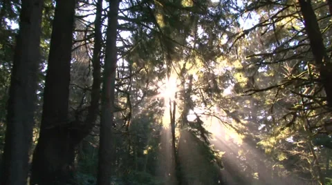 Incredible Sunlight Through Forest Stock-Footage 34552768