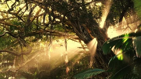 Incredible Sunrays Shining Through Banyan Tree in Tropical Jungle Rainforest Stock Footage 74034222