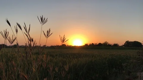 Incredible sunset in field spikelets of wheat harvest rays sun UP India Stock Footage 102846325