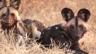 Incredible Super Slow Motion Shot Of Wild Dogs Looking Alert Gf Stock Footage