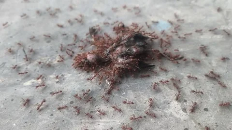 An incredible teamwork of red ants consuming prey in the wildlife ecosystem Stock Footage 336675023