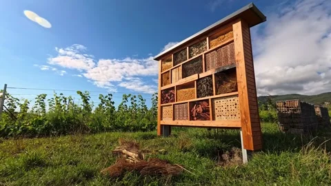 Incredible timelapse of clouds over an insect house. A wonderful combination of Stock Footage 287360604