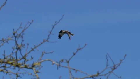 Incredible tracking shot of flying red kite bird observing the area from Stock Footage 153185535