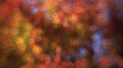 Incredible vertical pan of defocused tree with autumn colored foliage Stock Footage 58213538