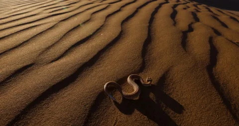 Incredible view of a Peringuey's adder,desert adder, side winding adder moving Stock Footage 144244600