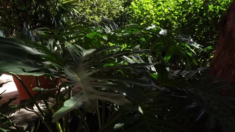An incredible view of several leaves in different sizes and artistic shapes! Stock Footage 327603862