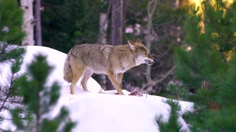Incredible Wildlife Coyote Eats Her Hunted Prey Stock Footage 255751969