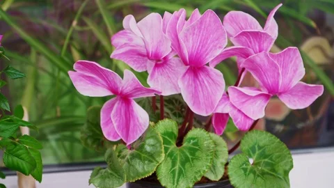 Incredibly beautiful cyclamen flower on the windowsill Stock Footage 106957552
