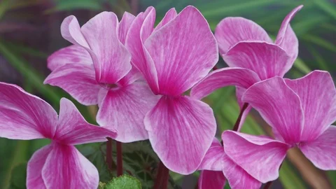 Incredibly beautiful cyclamen flower on the windowsill close-up Stock Footage 106957653