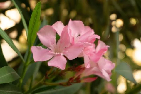 Incredibly beautiful but dangerous oleander flower, summer Stock Photos