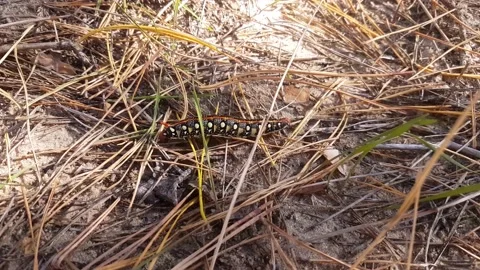 An incredibly beautiful multi-colored huge caterpillar of the Euphorbia hawk Stock Footage 164778630