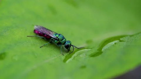 Incredibly beautiful, multi-colored luster wasp drinks from a drop Stock Footage 213606740