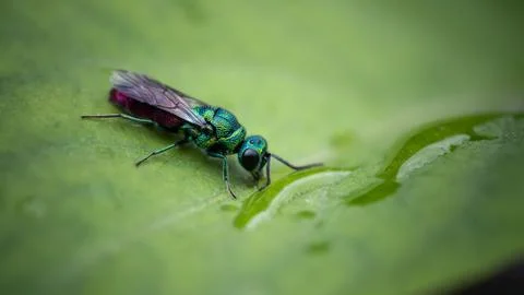 Incredibly beautiful, multi-colored luster wasp drinks from a drop Stock Photos