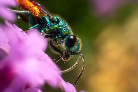 Incredibly beautiful, multi-colored luster wasp, the wild nature Stock Photos