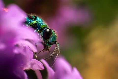 Incredibly beautiful, multi-colored luster wasp, the wild nature Stock Photos