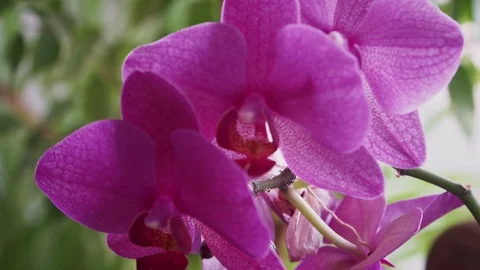 Incredibly beautiful orchid close up Stock Footage 106957521
