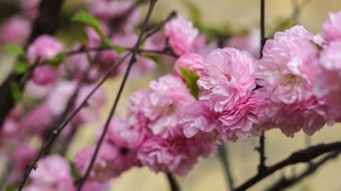 Incredibly beautiful pink and delicate flowers, spring Stock Photos