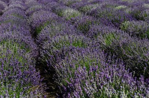 Incredibly beautiful rows of planted lavender going into the distance Stock Photos