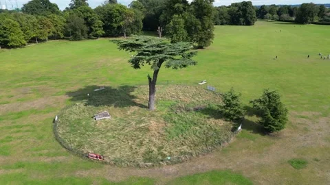 Incredibly beautiful tree Stock Footage 253114113