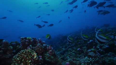An incredibly beautiful underwater landscape buzzing with fish and with a Stock Footage 279082682