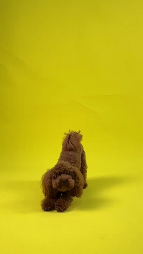 Incredibly cute and charming poodle poses beautifully on a yellow background Stock Footage 301401390