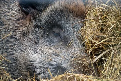An incredibly intimate close-up captures the tranquil repose of a wild boar. Stock Photos