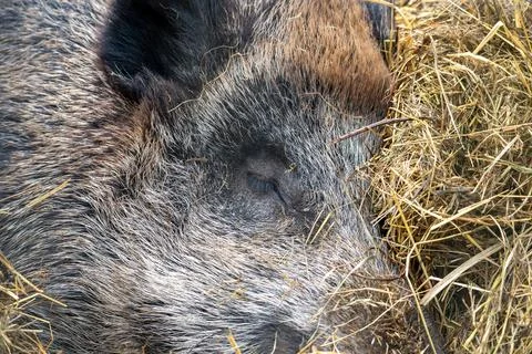 An incredibly intimate close-up captures the tranquil repose of a wild boar. Stock Photos