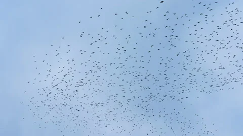 An incredibly large number of birds in the sky, huge flock of black birds. Crows Stock Footage 168763513