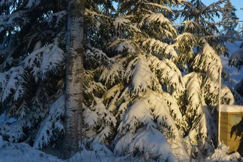 Incredibly nature, cold winter, branches of a green spruce, a fir tree. Stock Photos