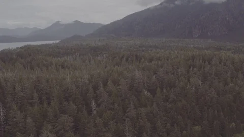 Incredile forest shot by drone Stock-Footage 81396327