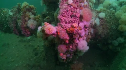 Incrusted shipwreck Stock Footage 49374583