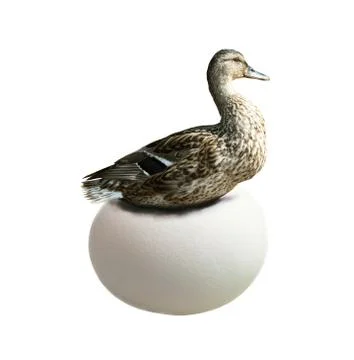 Incubation Stock Photos
