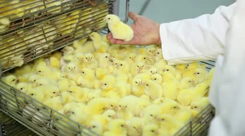 Incubator, chicken farm Stock Footage 24657234