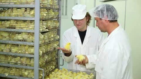 Incubator, chicken farm Stock Footage 24657281