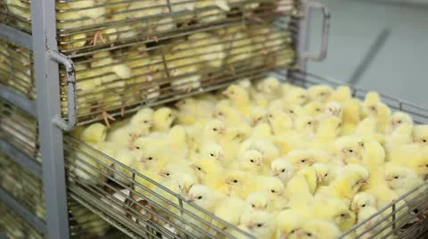 Incubator, chicken farm Stock Footage 24657287