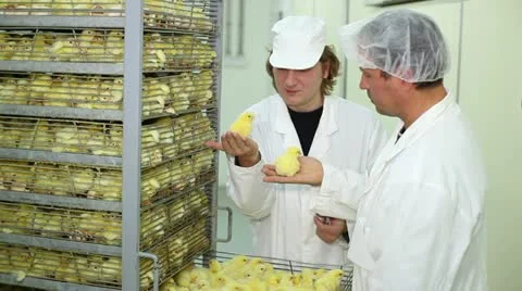 Incubator, chicken farm Stock Footage 24657292
